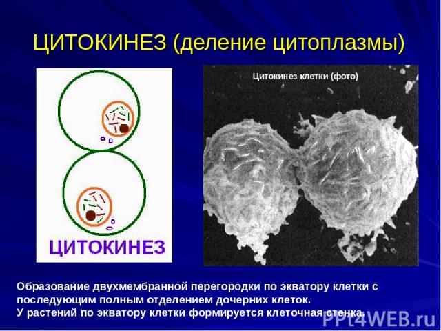 ЦИТОКИНЕЗ (деление цитоплазмы) Образование двухмембранной перегородки по экватору клетки с последующим полным отделением дочерних клеток. У растений по экватору клетки формируется клеточная стенка. Цитокинез клетки (фото)