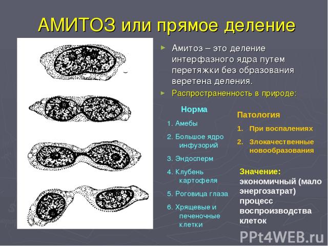 АМИТОЗ или прямое деление Амитоз – это деление интерфазного ядра путем перетяжки без образования веретена деления. Распространенность в природе: Норма 1. Амебы 2. Большое ядро инфузорий 3. Эндосперм 4. Клубень картофеля 5. Роговица глаза 6. Хрящевые…