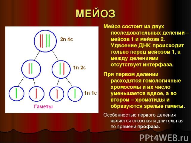 МЕЙОЗ Мейоз состоит из двух последовательных делений – мейоза 1 и мейоза 2. Удвоение ДНК происходит только перед мейозом 1, а между делениями отсутствует интерфаза. При первом делении расходятся гомологичные хромосомы и их число уменьшается вдвое, а…