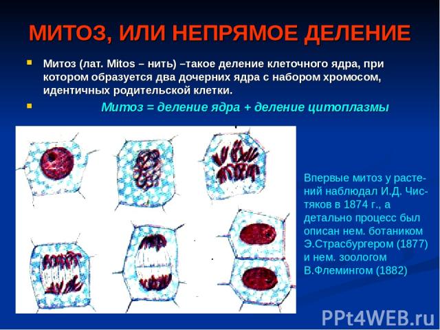 МИТОЗ, ИЛИ НЕПРЯМОЕ ДЕЛЕНИЕ Митоз (лат. Mitos – нить) –такое деление клеточного ядра, при котором образуется два дочерних ядра с набором хромосом, идентичных родительской клетки. Митоз = деление ядра + деление цитоплазмы Впервые митоз у расте-ний на…
