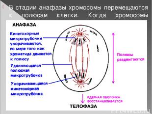 В стадии анафазы хромосомы перемещаются к полюсам клетки. Когда хромосомы достиг