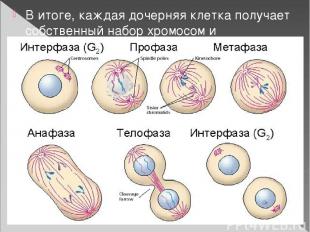 В итоге, каждая дочерняя клетка получает собственный набор хромосом и возвращает