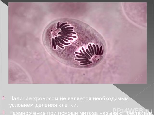 Наличие хромосом не является необходимым условием деления клетки. Размножение при помощи митоза называют бесполым или вегетативным, а также клонированием. При митозе генетический материал родительских и дочерних клеток идентичен.