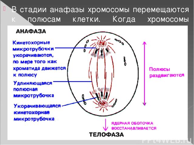 В стадии анафазы хромосомы перемещаются к полюсам клетки. Когда хромосомы достигают полюсов, начинается телофаза.