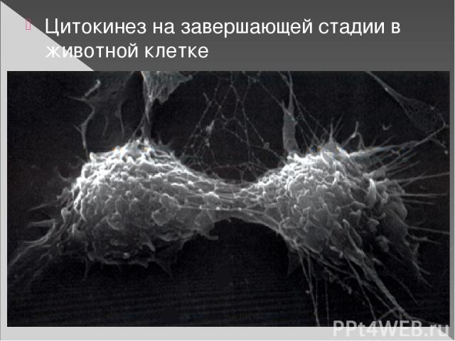 Цитокинез на завершающей стадии в животной клетке