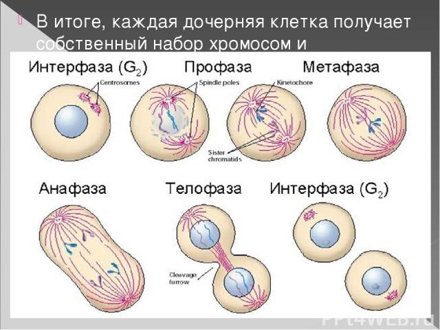 В итоге, каждая дочерняя клетка получает собственный набор хромосом и возвращается в стадию интерфазы. Весь процесс занимает около часа.