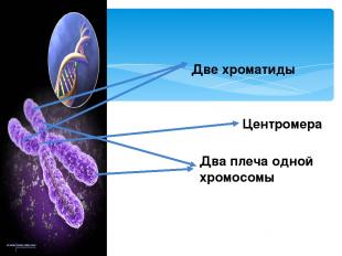 Две хроматиды Центромера Два плеча одной хромосомы