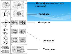 Интерфаза (подготовка к митозу) Профаза Метафаза Анафаза Телофаза