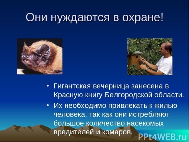 Они нуждаются в охране! Гигантская вечерница занесена в Красную книгу Белгородской области. Их необходимо привлекать к жилью человека, так как они истребляют большое количество насекомых вредителей и комаров.