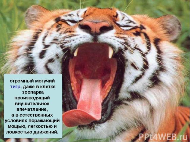 огромный могучий тигр, даже в клетке зоопарка производящий внушительное впечатление, а в естественных условиях поражающий мощью, легкостью и ловкостью движений.