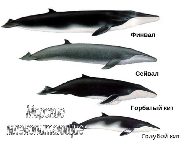 Финвал Сейвал Горбатый кит Голубой кит