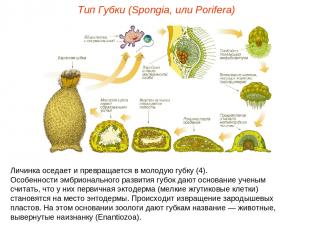 Личинка оседает и превращается в молодую губку (4). Особенности эмбрионального р