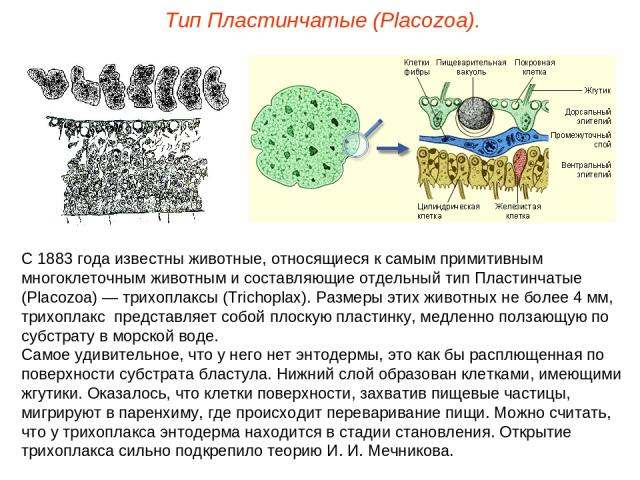 С 1883 года известны животные, относящиеся к самым примитивным многоклеточным животным и составляющие отдельный тип Пластинчатые (Placozoa) — трихоплаксы (Trichoplax). Размеры этих животных не более 4 мм, трихоплакс представляет собой плоскую пласти…