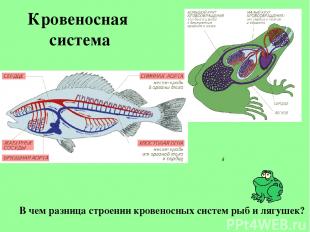 Кровеносная система В чем разница строении кровеносных систем рыб и лягушек?