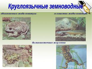обыкновенная жаба-повитуха головастик жабы-повитухи дальневосточная жерлянка