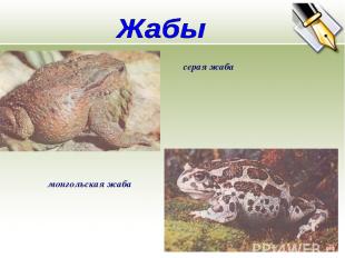 серая жаба монгольская жаба