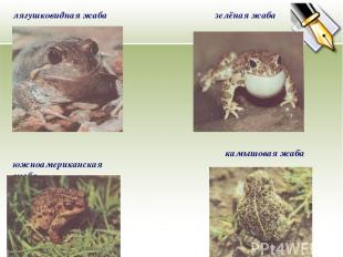 лягушковидная жаба зелёная жаба камышовая жаба южноамериканская жаба
