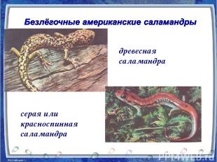 древесная саламандра серая или красноспинная саламандра