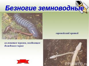 кольчатая червяга, поедающая дождевого червя европейский протей