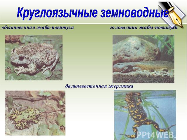 обыкновенная жаба-повитуха головастик жабы-повитухи дальневосточная жерлянка