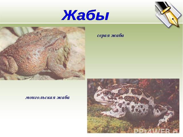 серая жаба монгольская жаба