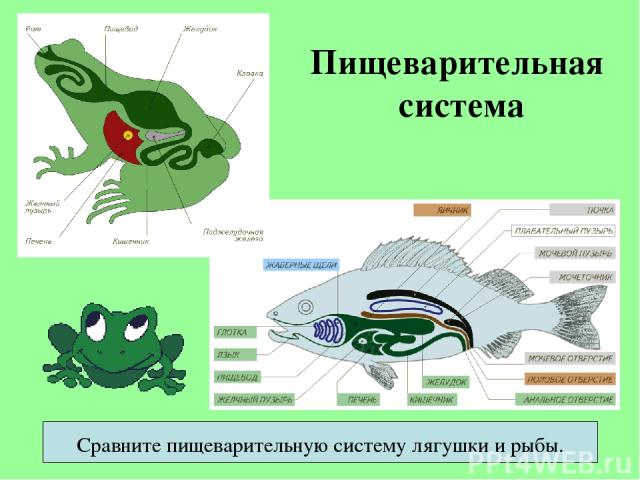 Пищеварительная система Сравните пищеварительную систему лягушки и рыбы.