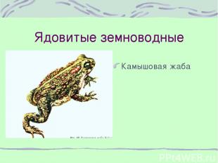Ядовитые земноводные Камышовая жаба