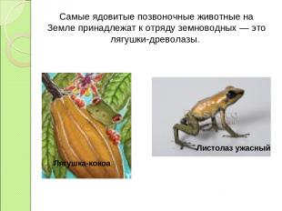 Лягушка-кокоа Листолаз ужасный Самые ядовитые позвоночные животные на Земле прин