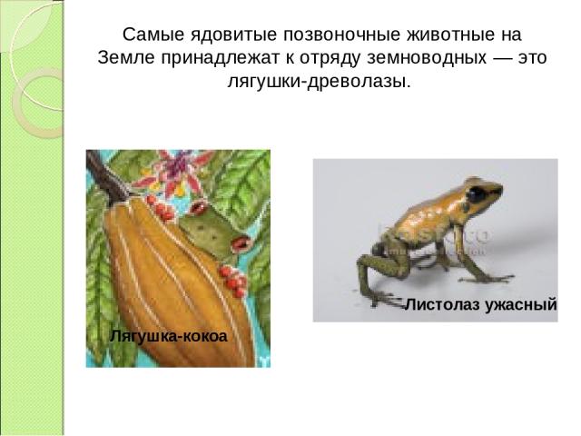 Лягушка-кокоа Листолаз ужасный Самые ядовитые позвоночные животные на Земле принадлежат к отряду земноводных — это лягушки-древолазы.