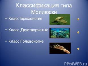 Классификация типа Моллюски Класс Брюхоногие Класс Двустворчатые Класс Головоног