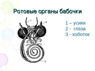 Ротовые органы бабочки 1 – усики 2 - глаза 3 - хоботок