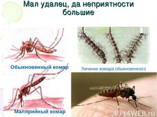 Мал удалец, да неприятности большие Обыкновенный комар Малярийный комар Личинки