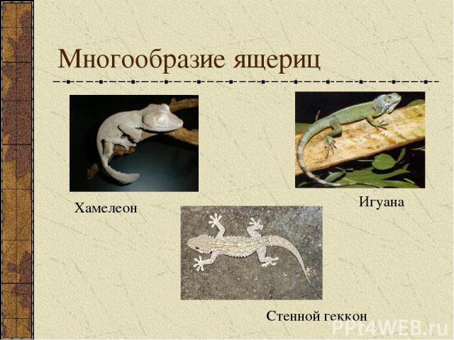 Многообразие ящериц Игуана Стенной геккон Хамелеон