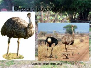 Отряд страусообразные Африканские страусы