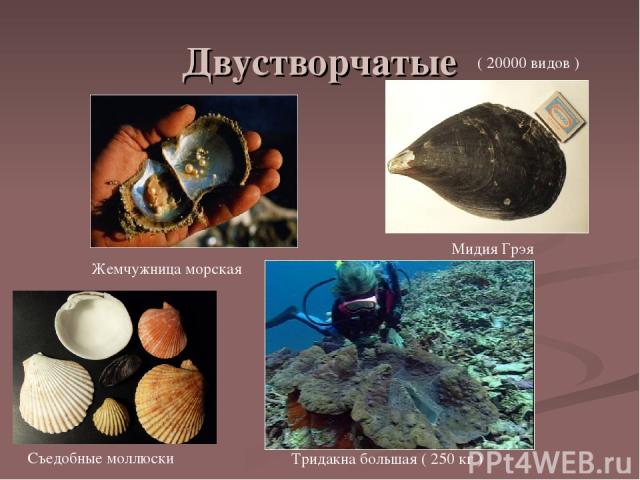 Двустворчатые Жемчужница морская Тридакна большая ( 250 кг ) Мидия Грэя Съедобные моллюски ( 20000 видов )