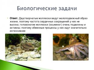Ответ: Двустворчатые моллюски ведут малоподвижный образ жизни, поэтому частота с