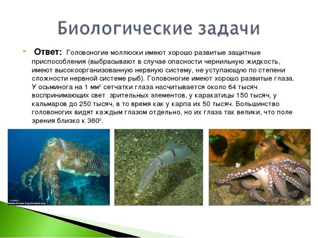 Ответ: Головоногие моллюски имеют хорошо развитые защитные приспособления (выбрасывают в случае опасности чернильную жидкость, имеют высокоорганизованную нервную систему, не уступающую по степени сложности нервной системе рыб). Головоногие имеют хор…