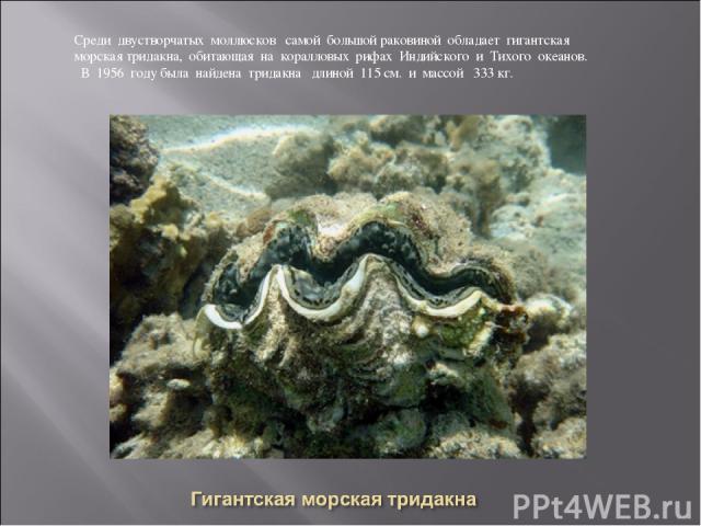 Среди двустворчатых моллюсков самой большой раковиной обладает гигантская морская тридакна, обитающая на коралловых рифах Индийского и Тихого океанов. В 1956 году была найдена тридакна длиной 115 см. и массой 333 кг.