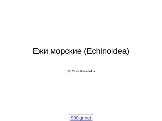 Ежи морские (Echinoidea) http://www.floranimal.ru 900igr.net
