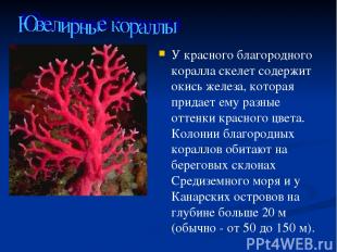 У красного благородного коралла скелет содержит окись железа, которая придает ем