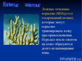 Ложные огненные кораллы (Millepora) (гидроидный полип), которые могут серьезно т