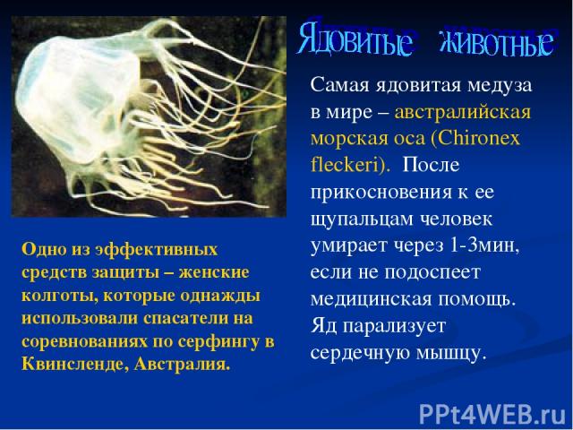 Самая ядовитая медуза в мире – австралийская морская оса (Chironex fleckeri).  После прикосновения к ее щупальцам человек умирает через 1-3мин, если не подоспеет медицинская помощь. Яд парализует сердечную мышцу. Одно из эффективных средств защиты –…