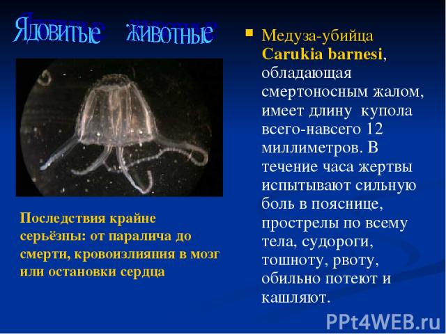 Медуза-убийца Carukia barnesi, обладающая смертоносным жалом, имеет длину купола всего-навсего 12 миллиметров. В течение часа жертвы испытывают сильную боль в пояснице, прострелы по всему тела, судороги, тошноту, рвоту, обильно потеют и кашляют. Пос…
