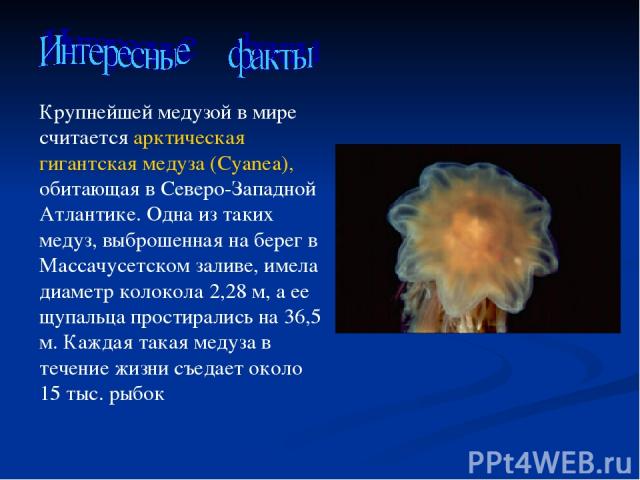 Крупнейшей медузой в мире считается арктическая гигантская медуза (Cyanea), обитающая в Северо-Западной Атлантике. Одна из таких медуз, выброшенная на берег в Массачусетском заливе, имела диаметр колокола 2,28 м, а ее щупальца простирались на 36,5 м…