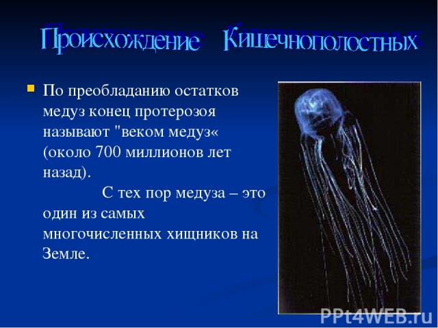 По преобладанию остатков медуз конец протерозоя называют 