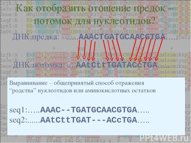 Как отобразить отошение предок – потомок для нуклеотидов? Выравнивание – общепринятый способ отражения “родства” нуклеотидов или аминокислотных остатков seq1:…..AAAC--TGATGCAACGTGA….. seq2:......AAtCttTGAT---ACcTGA…..
