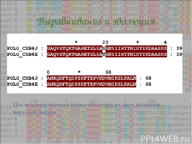 Выравнивание и эволюция Последовательности белка оболочки из двух штаммов вируса Коксаки