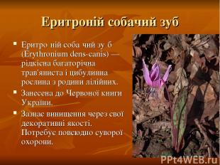 Еритроній собачий зуб Еритро ній соба чий зу б (Erythronium dens-canis) — рідкіс