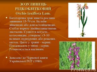 ЗОЗУЛИНЕЦЬ РІДКОКВІТКОВИЙ Orchis laxiflora Lam. Багаторічна трав`яниста рослина