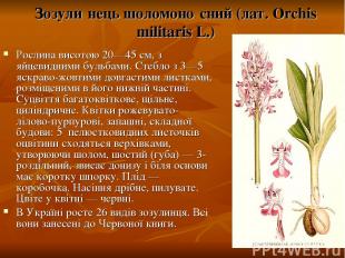 Зозули нець шоломоно сний (лат. Orchis militaris L.) Рослина висотою 20—45 см, з